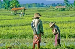 Xuất khẩu gạo Thái Lan có thể giảm 6% 